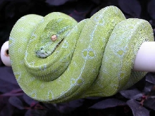 Blue line female