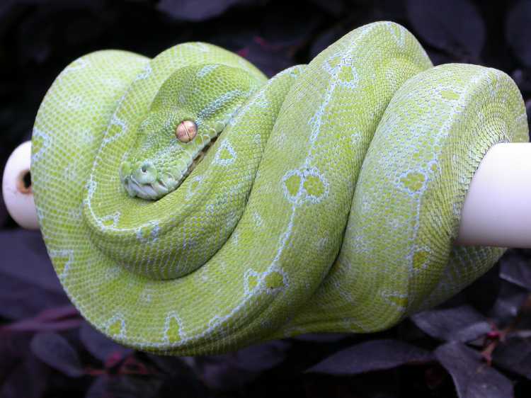 Blue line female