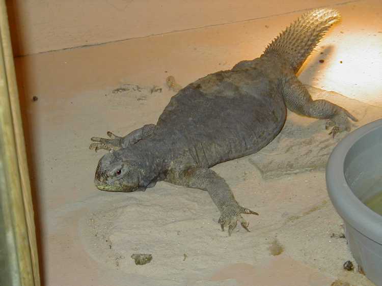 Uro female