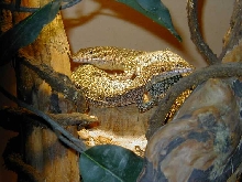 timor pair