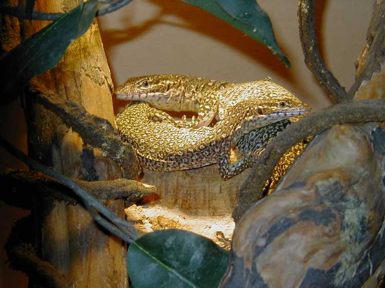 timor pair