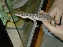 timorfemale