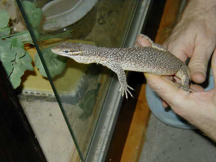 timorfemale