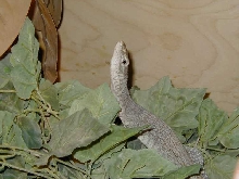 tristis