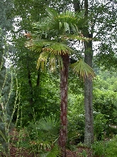 windmillpalm