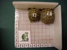 Comparissom pic at birth