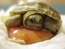 Hatchling on eggsac