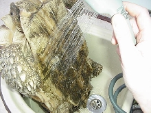 Hey dudes, do you mind I'm taking a bath!!