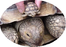 two heads are better than one.....
