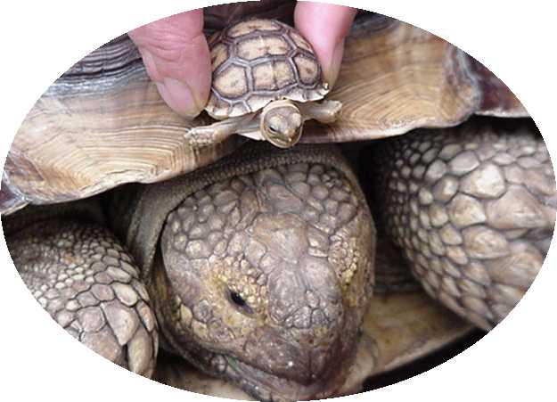 two heads are better than one.....