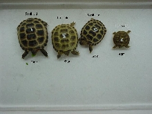 Russian hatchlings by age