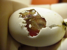 looking into the egg