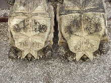 Sulcata twins at 56mth,