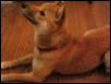 Hypnotized by a dangling treat