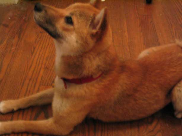 Hypnotized by a dangling treat