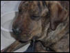 DOG BIT BY SNAKE!