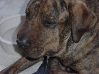 DOG BIT BY SNAKE!