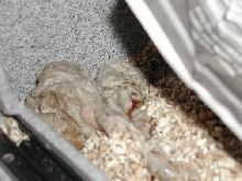 Fecal photo