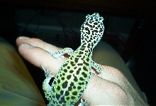 Lizzy