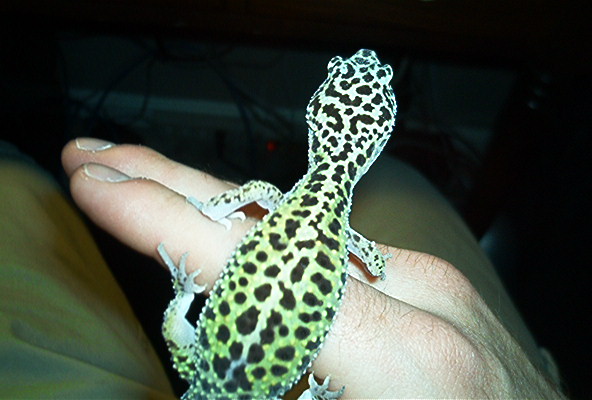 Lizzy