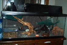 Tank Setup