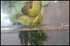gtp love