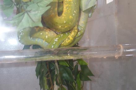 gtp love