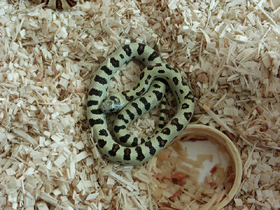 Green thayeri