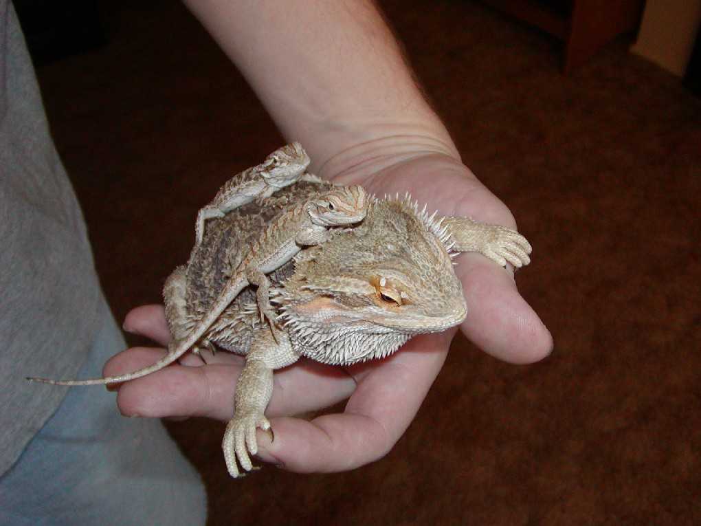 Pepe & the babies