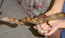 Nicaragua Dwarf Boa