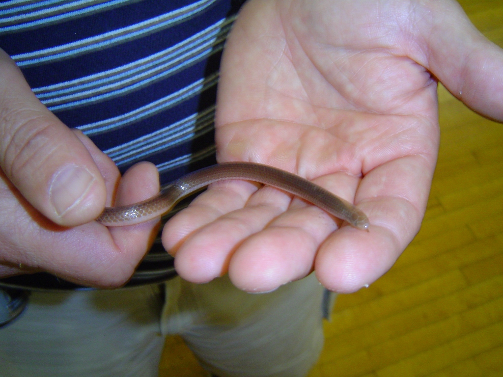 Earth Snake (Worm Snake)