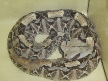 Gaboon Viper