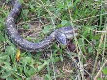 Kentucky Wild Rat Snake