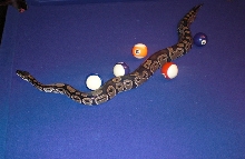Rusty on the pool table