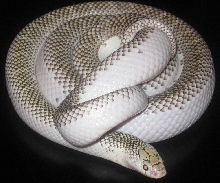 Ziggy (Whitesided Brooks)