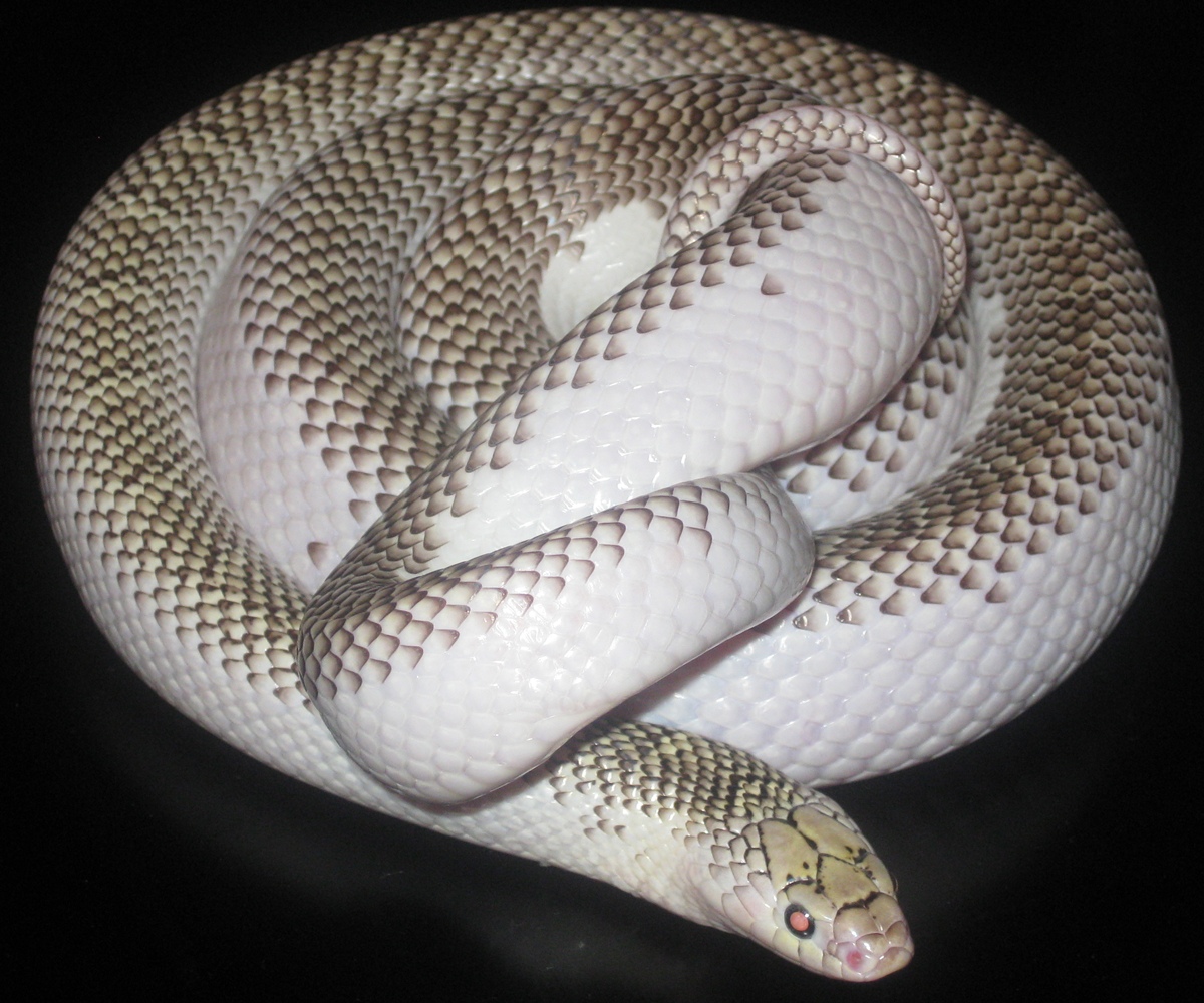 Ziggy (Whitesided Brooks)