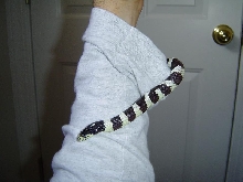 Kingsnake up My sleeve