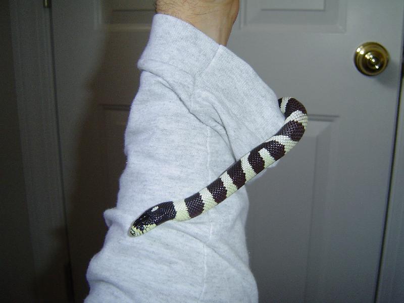 Kingsnake up My sleeve
