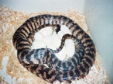 female black-headed python with eggs