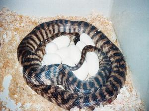 female black-headed python with eggs