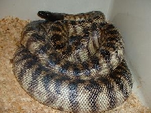 Breeder black-headed python