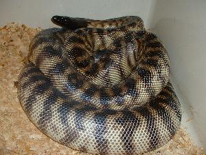 Breeder black-headed python