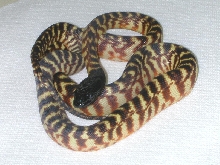 2002 hatchling black-headed python