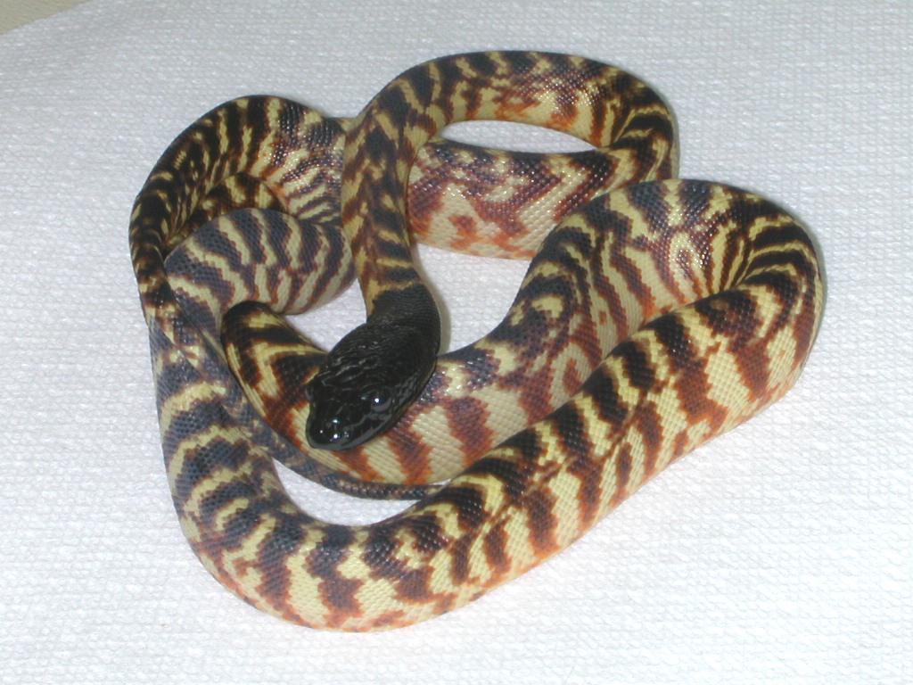 2002 hatchling black-headed python