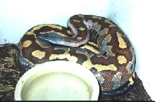 Breeder male blood python