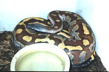 Breeder male blood python