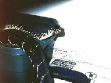 Breeder male Boelen's python