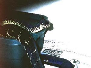 Breeder male Boelen's python