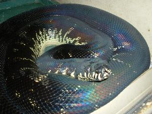 13' female Boelen's python