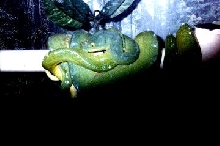 Copulating green tree pythons